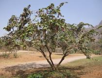 Bauhinia reticulata - Habit in the dry season - Click to enlarge!