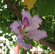 Bauhinia variegata - Flower - Click to enlarge!