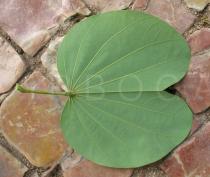 Bauhinia variegata - Lower side of leaf - Click to enlarge!