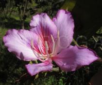 Bauhinia variegata - Flower - Click to enlarge!