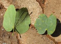 Bauhinia variegata - Upper and lower surface of leaves - Click to enlarge!