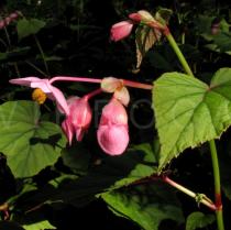 Begonia grandis - Flower, side view - Click to enlarge!