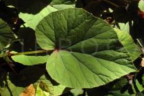 Begonia grandis - Upper surface of leaf - Click to enlarge!