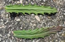 Bellardia trixago - Top and lower side of leaf - Click to enlarge!