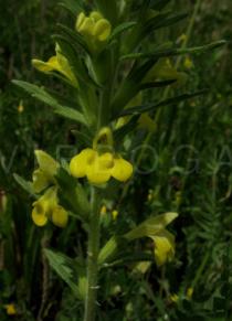 Bellardia viscosa - Inflorescences close-up - Click to enlarge!