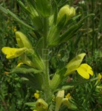 Bellardia viscosa - Flower side view - Click to enlarge!