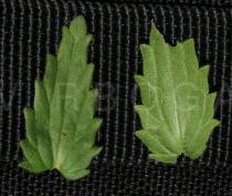 Bellardia viscosa - Upper and lower surface of leaf - Click to enlarge!