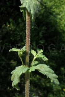 Bellardia viscosa - Leaf insertion - Click to enlarge!