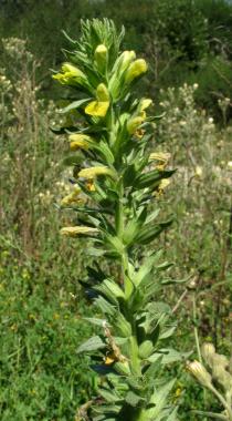 Bellardia viscosa - Inflorescence - Click to enlarge!