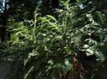 Bencomia caudata - Foliage - Click to enlarge!