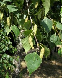 Betula pendula - Twig with female catkins - Click to enlarge!