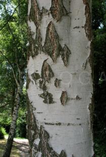 Betula pendula - Bark - Click to enlarge!