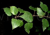 Betula populifolia - Leaves - Click to enlarge!