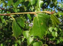 Betula pubescens - Twig - Click to enlarge!