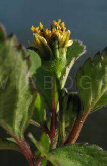 Bidens pilosa - Flower head, side view - Click to enlarge!