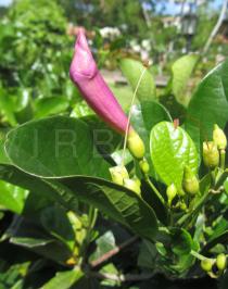 Bignonia magnifica - Flower bud - Click to enlarge!