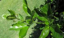 Bignonia magnifica - Leaf insertion - Click to enlarge!