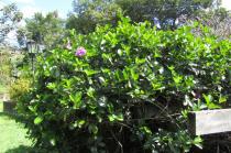 Bignonia magnifica - Habit - Click to enlarge!