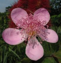 Bixa orellana - Flower - Click to enlarge!