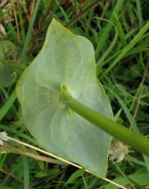 Blackstonia perfoliata - Leaf insertion - Click to enlarge!