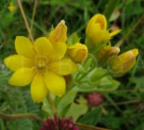 Blackstonia perfoliata - Flower - Click to enlarge!