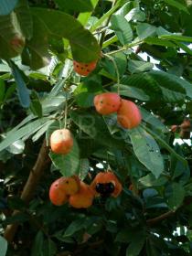 Blighia sapida - Ripening fruits - Click to enlarge!