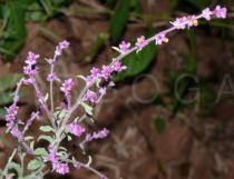Blumea fistulosa - Inflorescence - Click to enlarge!