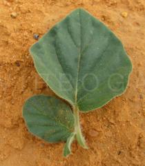 Boerhavia diffusa - Upper surface of leaf - Click to enlarge!