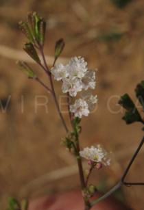 Boerhavia erecta - Flowers - Click to enlarge!