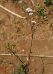 Boerhavia erecta - Inflorescence - Click to enlarge!