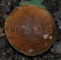 Boletus edulis - Cap from above - Click to enlarge!