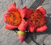 Bombax costatum - Flowers - Click to enlarge!
