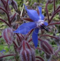 Borago officinalis - Flower - Click to enlarge!