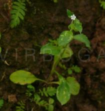 Bothriospermum zeylanicum - Habit - Click to enlarge!