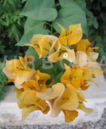 Bougainvillea spectabilis - Flowers - Click to enlarge!