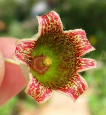 Brachychiton populneus - Flower - Click to enlarge!