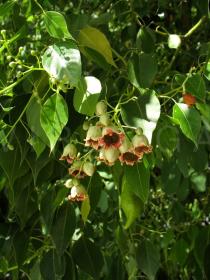 Brachychiton populneus - Flowers - Click to enlarge!
