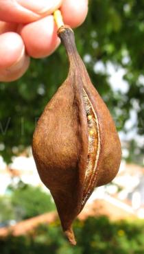 Brachychiton populneus - Ripe fruit - Click to enlarge!