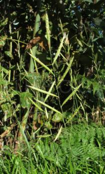 Brachypodium pinnatum - Inflorescence - Click to enlarge!