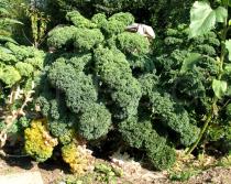 Brassica oleracea - Habit - Click to enlarge!
