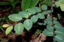 Breynia fruticosa - Foliage - Click to enlarge!
