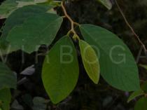 Bridelia balansae - Juvenil foliage - Click to enlarge!