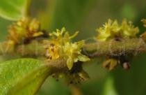 Bridelia ferruginea - Flower - Click to enlarge!