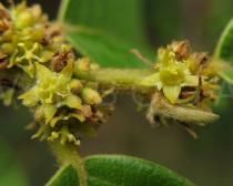 Bridelia ferruginea - Flowers - Click to enlarge!