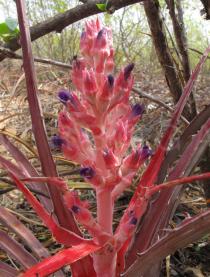 Bromelia laciniosa - Inflorescences - Click to enlarge!