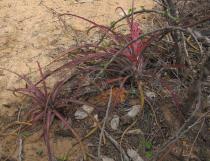 Bromelia laciniosa - Habit - Click to enlarge!