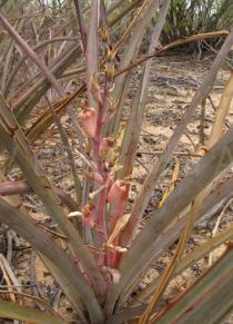 Bromelia laciniosa - Infructescence - Click to enlarge!