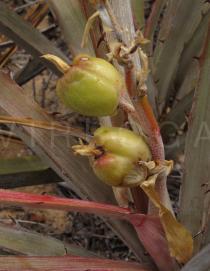 Bromelia laciniosa - Fruits - Click to enlarge!