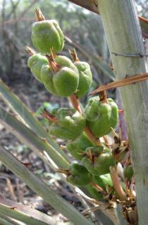 Bromelia laciniosa - Ripening fruits - Click to enlarge!