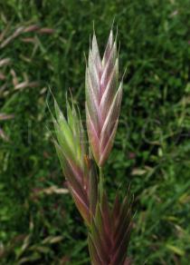 Bromus carinatus - Panicle branch - Click to enlarge!